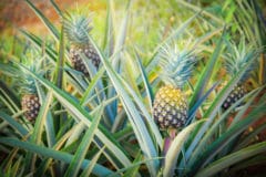 where-do-pineapples-grow