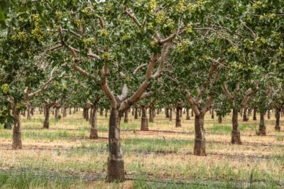 where-do-pistachios-grow