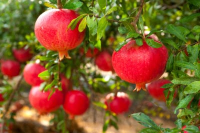 where-do-pomegranates-grow