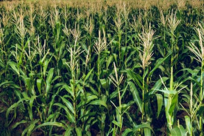where-is-corn-grown