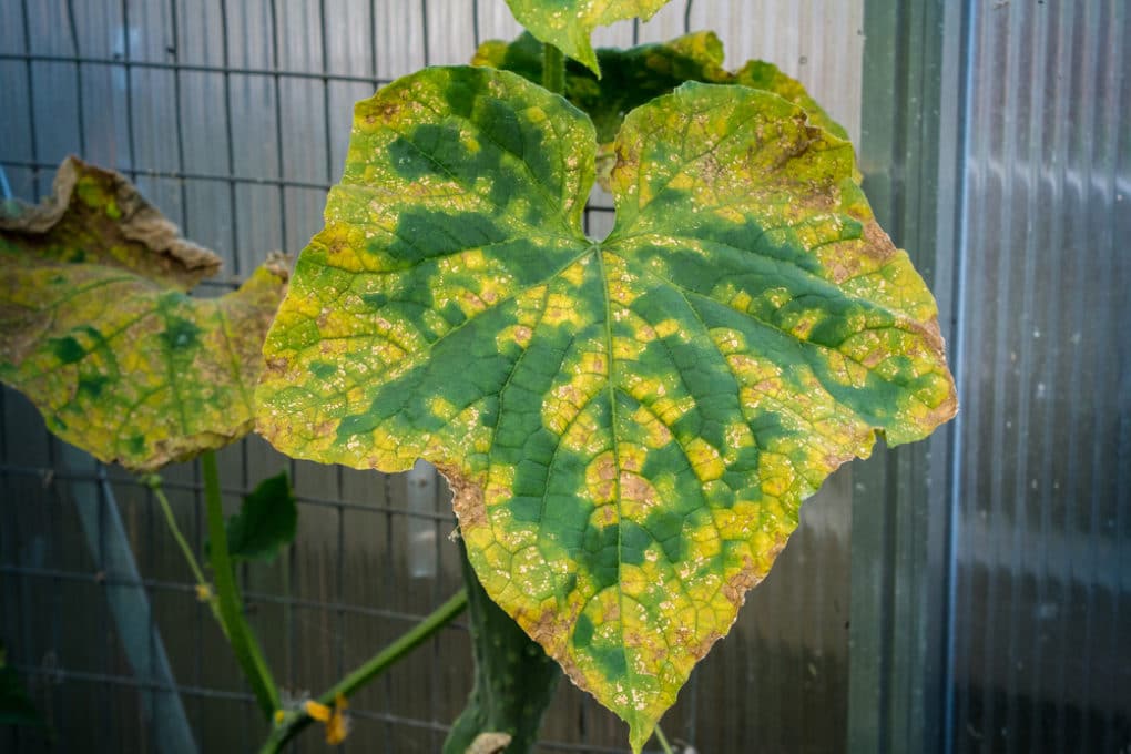 Cucumber Wilt » Why Are My Leaves so Droopy?
