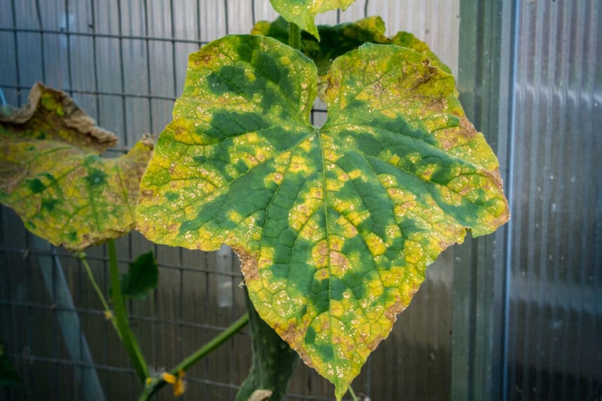 Cucumber Leaves Turning White » Tips on Why and Fixes