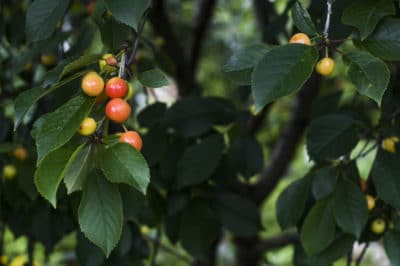 wild-cherry-tree-identification