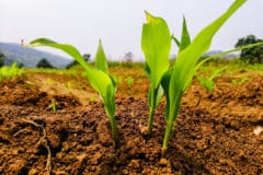 young-corn-plant