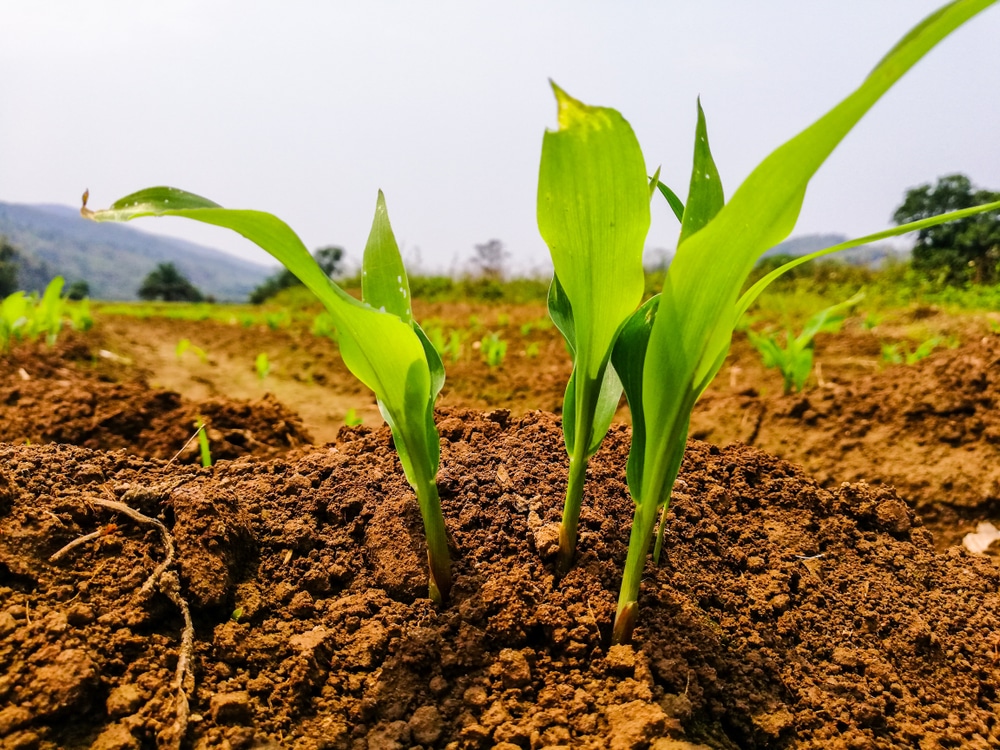 Growing Corn In Small Garden