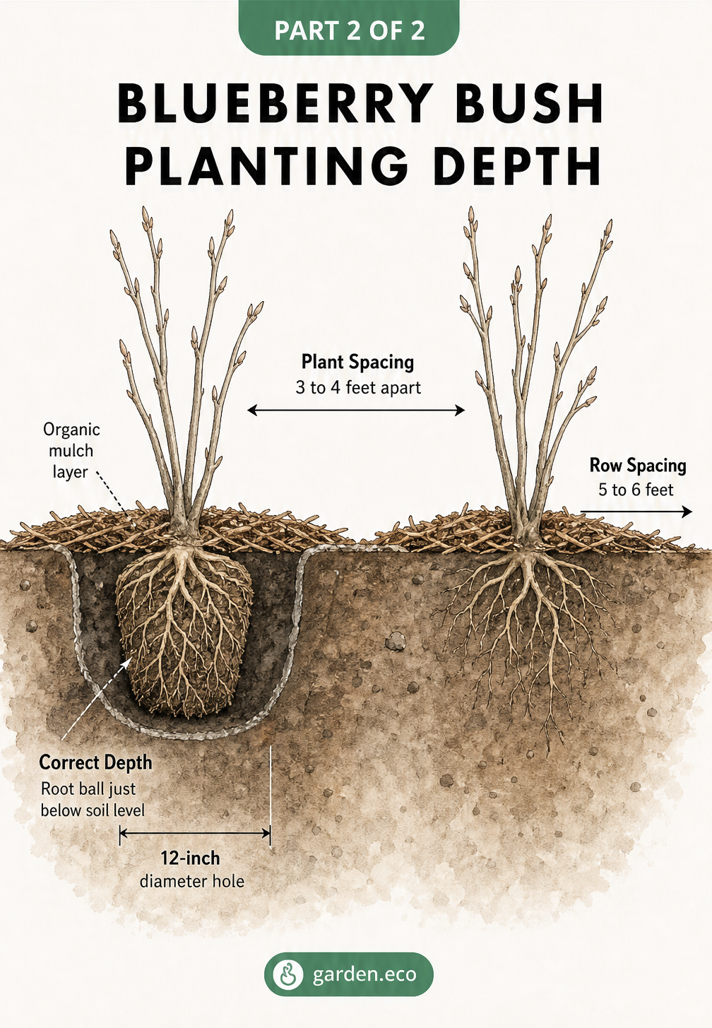 Cross-section illustration showing the correct planting depth and spacing for blueberry bushes, with the root ball just below soil level.