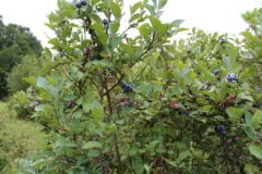 blueberry-bush-size