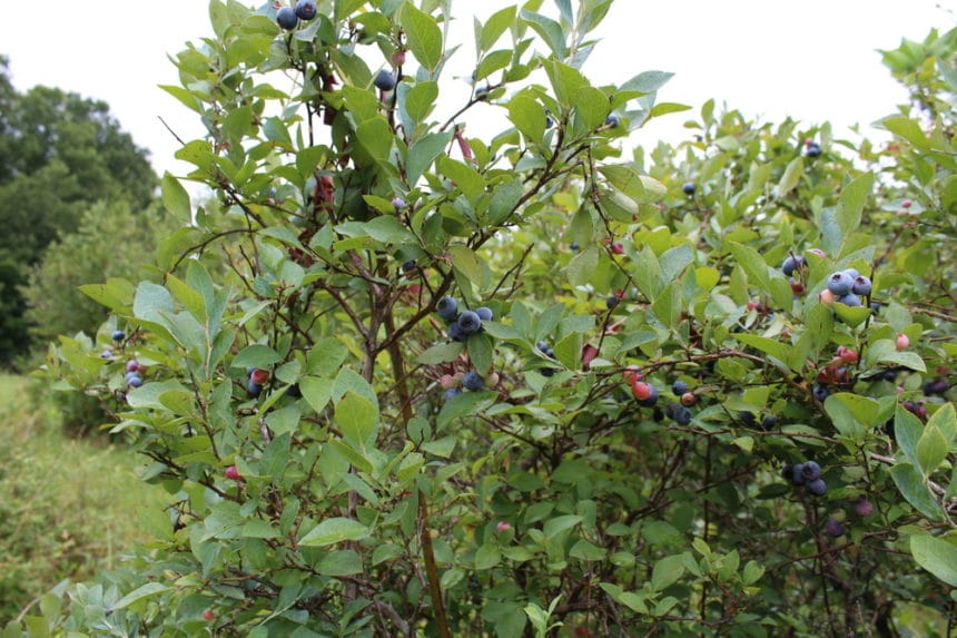 Blueberry diseases identification control tips