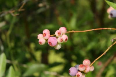 blueberry-disease