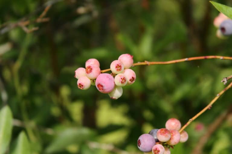 Blueberry Leaves Turning Red » Top Tips on Why