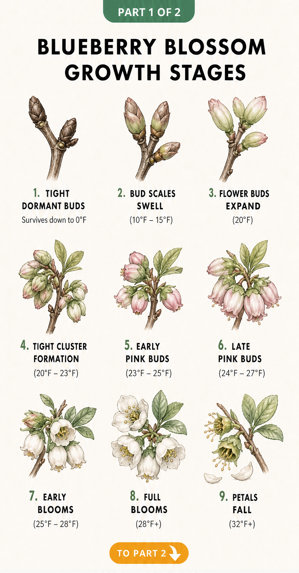 Botanical illustration showing the nine growth stages of a blueberry flower bud from tight dormant bud to petal fall, including critical frost survival...