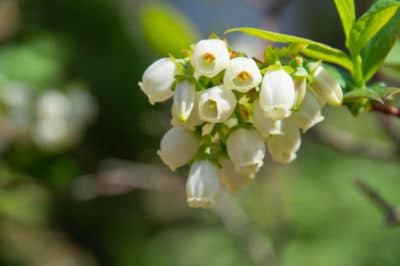 blueberry-flowers