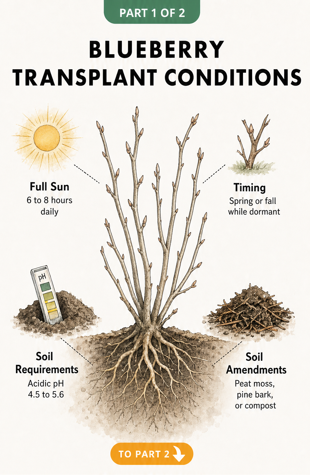 Botanical illustration of a dormant blueberry bush showing ideal transplant conditions including full sun, spring or fall timing, and acidic soil.