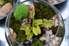 carnivorous-plants-terrarium