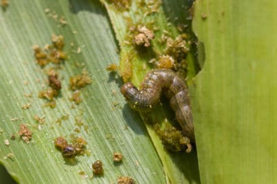 corn-pests