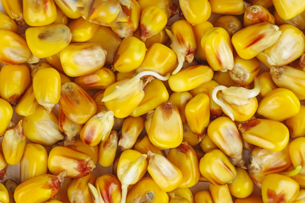 Семена кукурузы какую температуру. Пророщенная кукуруза. Проросшее семя кукурузы. Проросшие семена кукурузы. Кукуруза (зерно).