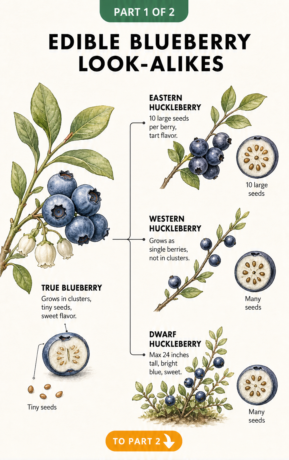 Botanical illustration comparing a true blueberry with eastern, western, and dwarf huckleberries, showing differences in seeds and growth habits.