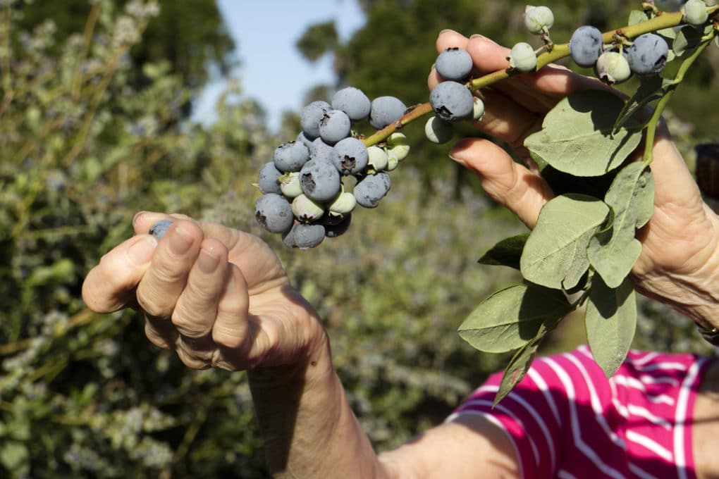 Growing Blueberries in Florida » Some Like it Hot!