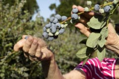 growing-blueberries-in-florida