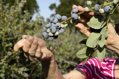 growing-blueberries-in-florida