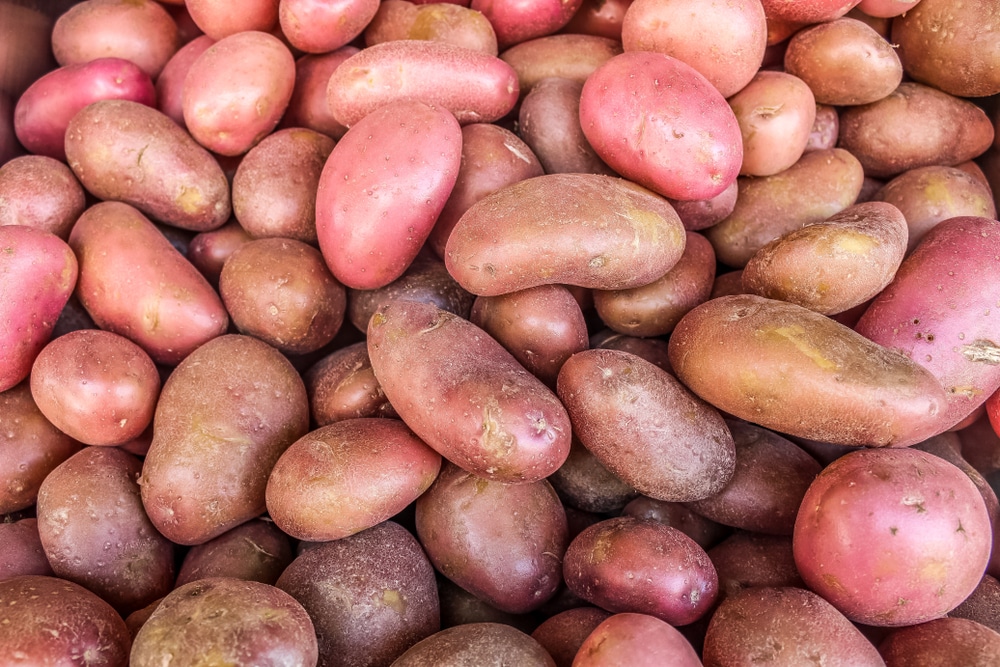 Red potatoes: varieties, growing & cooking - Plantura