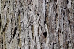 hickory-tree-bark