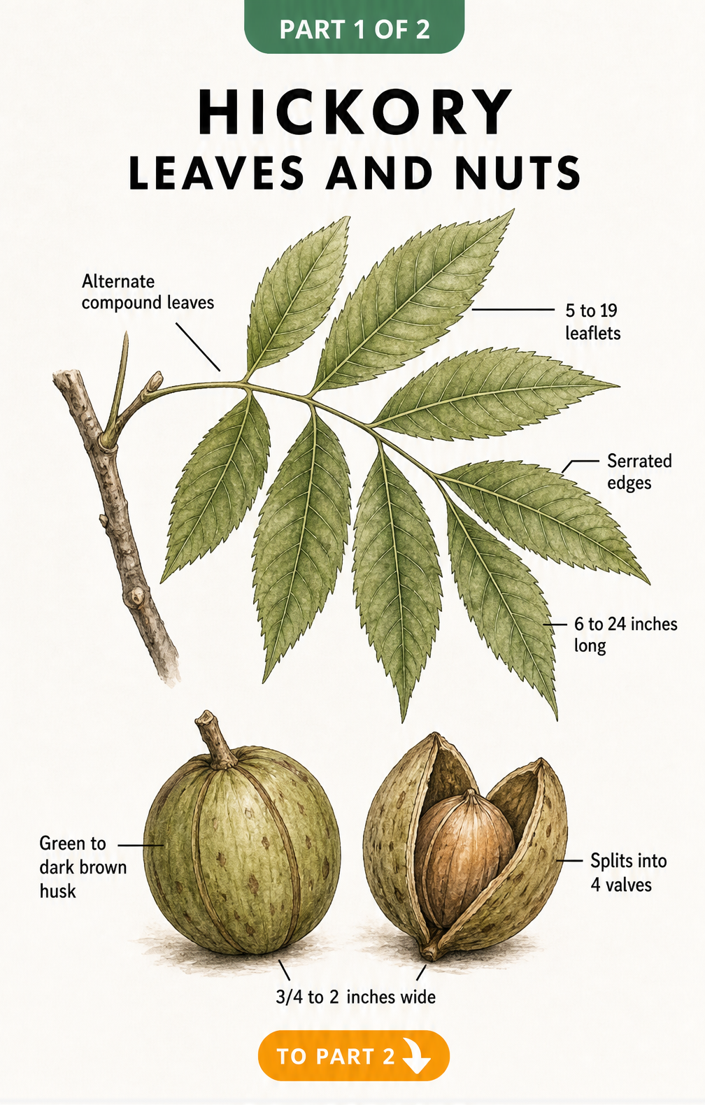 Botanical illustration of a hickory leaf with leaflets and a hickory nut showing its husk and valves