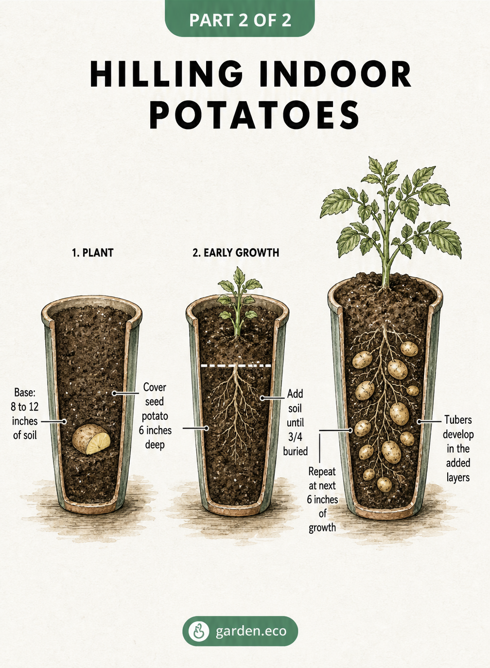 Illustration showing the three stages of hilling indoor potatoes in containers as the plant grows.
