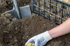 how-deep-to-plant-potatoes