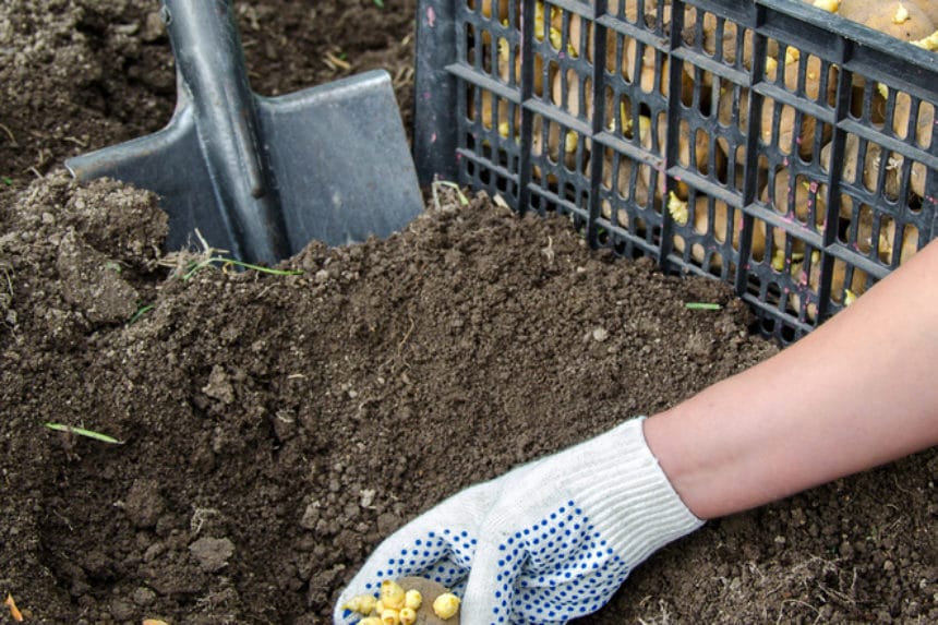When to Plant Potatoes in Zone 7? » Top Tips
