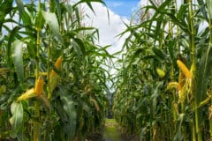 how-tall-does-corn-grow