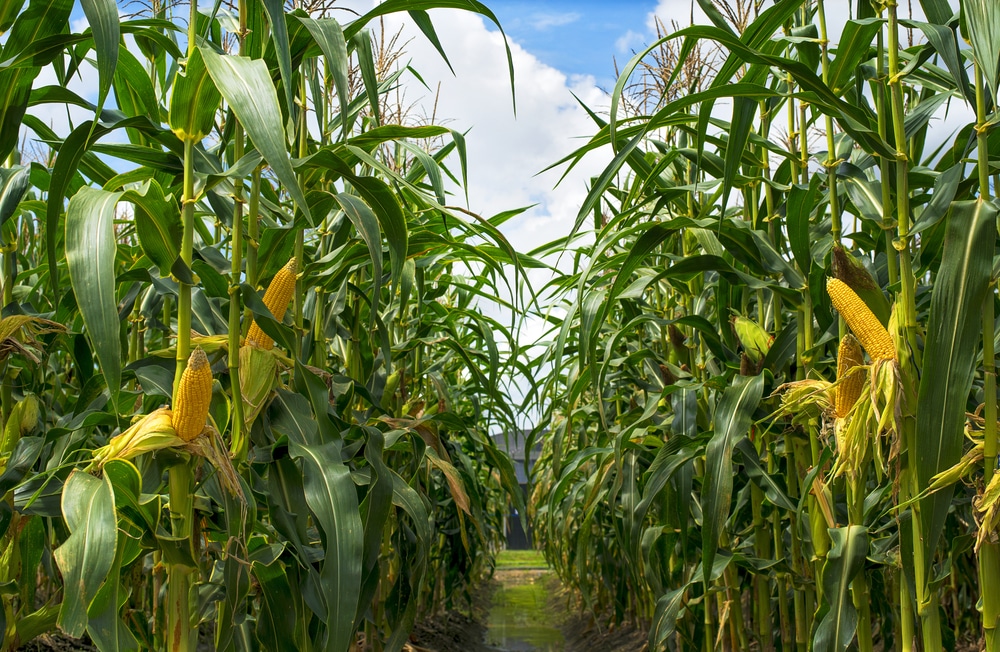 How Tall Does Corn Grow Garden Eco