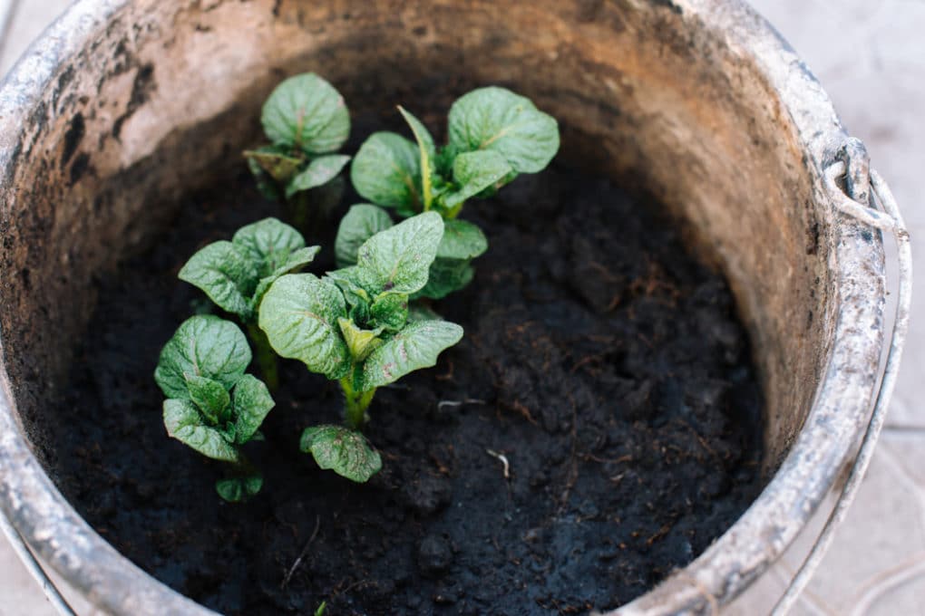 Grow a Rose in a Potato » Top Tips on How