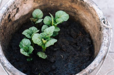 how-to-grow-potatoes-in-a-bucket