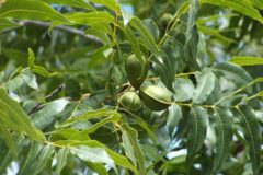 how-to-identify-a-hickory-tree