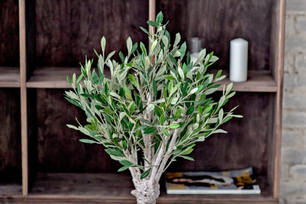 Indoor Olive Tree » Top Growing Tips