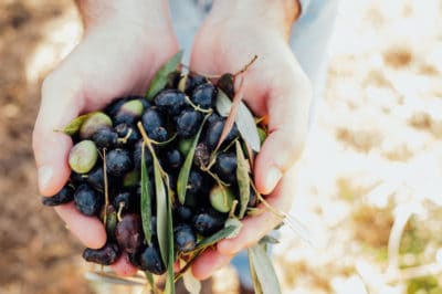 olive-harvest