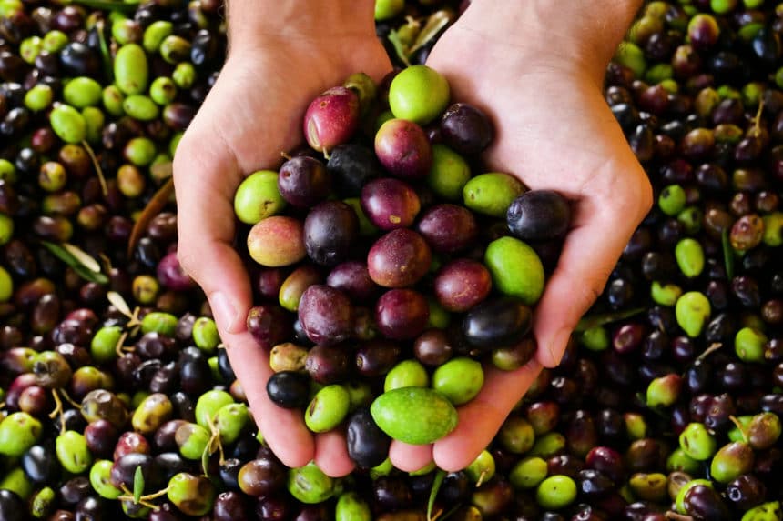 What Does an Olive Tree Look Like? » Top Facts