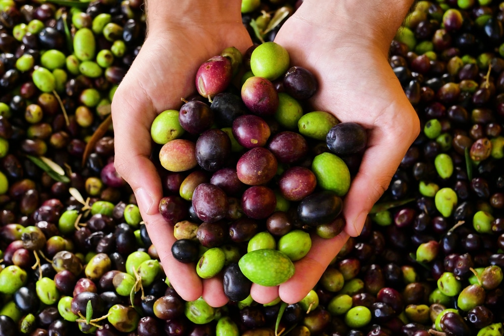 9 Amazing Facts About Olive Trees that Will Inspire You