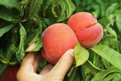 peach-picking