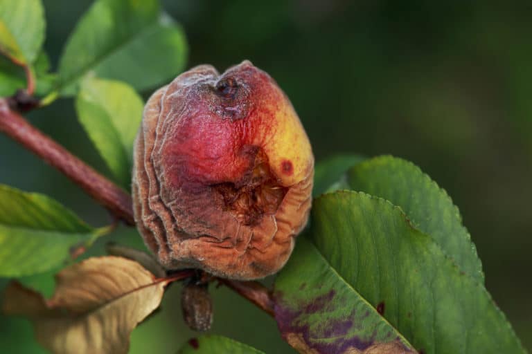Cherry Tree Diseases » Top Tips on Identification & Control