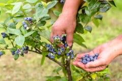 picking-blueberries