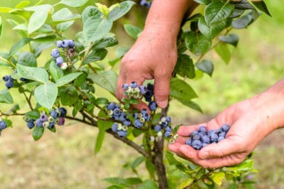 picking-blueberries