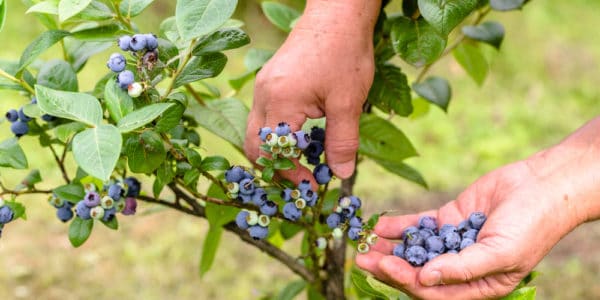 picking-blueberries