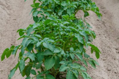 potato-bush