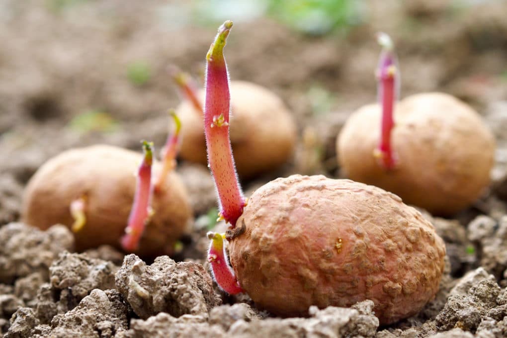 Potato Sprouts » Top Facts & Tips
