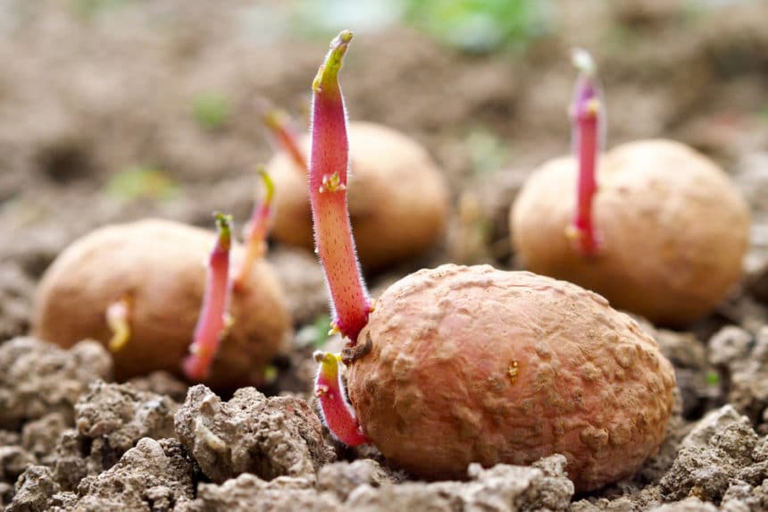 Potato Sprouts » Top Facts & Tips