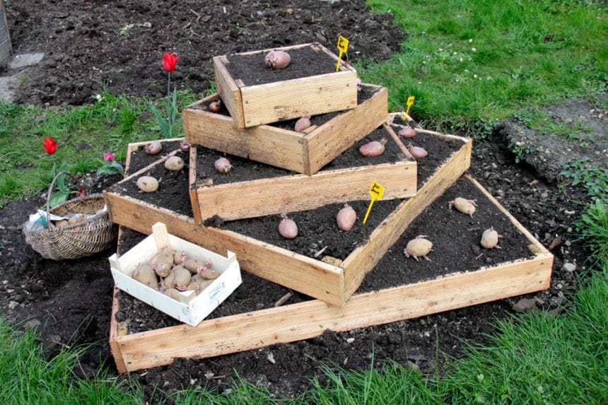 Potato Tower Top Growing Tips Potato Tower Top Growing Tips