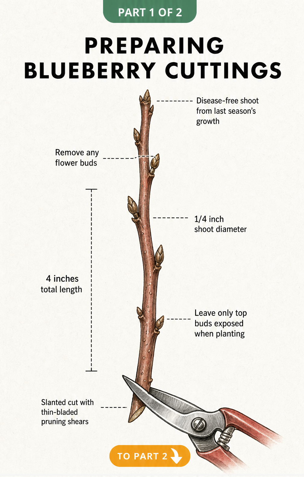 Botanical illustration of a hardwood blueberry cutting showing a slanted cut and exposed top buds