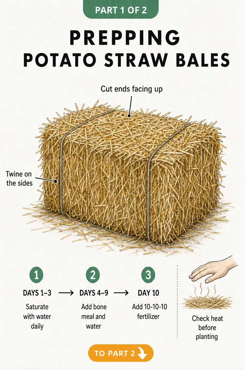 Illustration showing how to prep a straw bale for growing potatoes, including a 10-day conditioning timeline with watering and fertilizer steps.